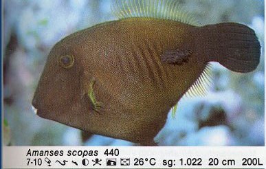 Amanses scopas